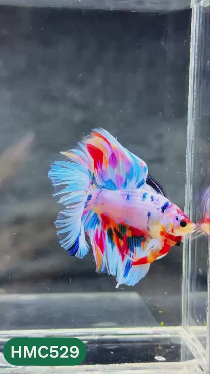 Nemo Halfmoon Male Betta Fish | Order Directly From Farm | You Pick Fish