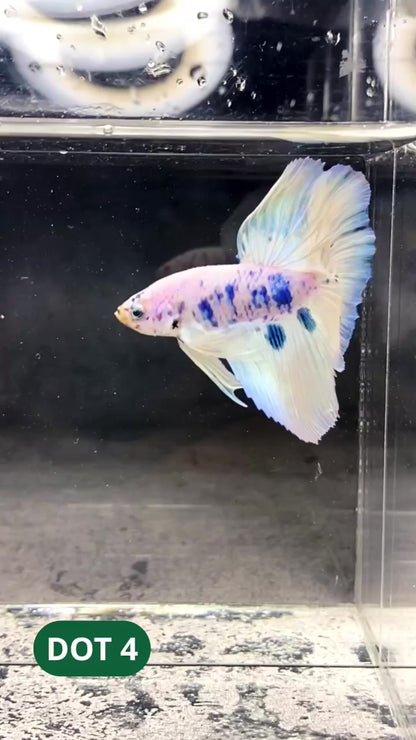 Blue Marble Dot Halfmoon Male Betta Fish | Order Directly From Farm | You Pick Fish