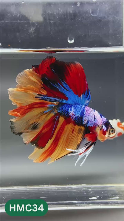 Multicolor Halfmoon Male Betta Fish | High Grade | Order Directly From Farm |  You Pick Fish |