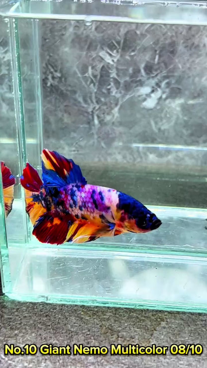 King Giant Plakat Male Betta Fish | You Pick Fish | High Grade