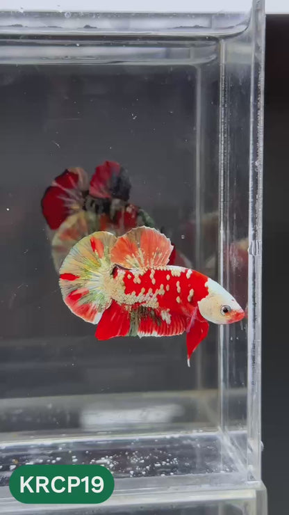 Koi Red Copper Plakat Male Betta Fish | You Pick Fish