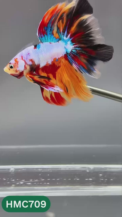 Multicolor Halfmoon Male Betta Fish | High Grade | Order Directly From Farm |  You Pick Fish |