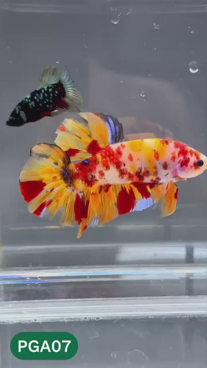 King Giant Plakat Male Betta Fish | You Pick Fish | High Grade
