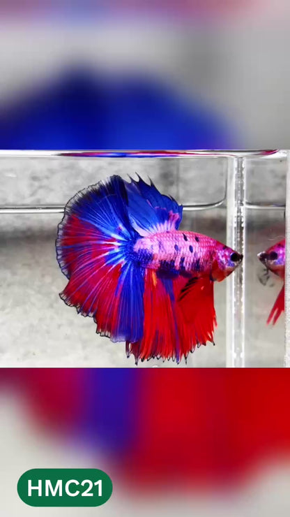 Multicolor Halfmoon Male Betta Fish | High Grade | Order Directly From Farm |  You Pick Fish |