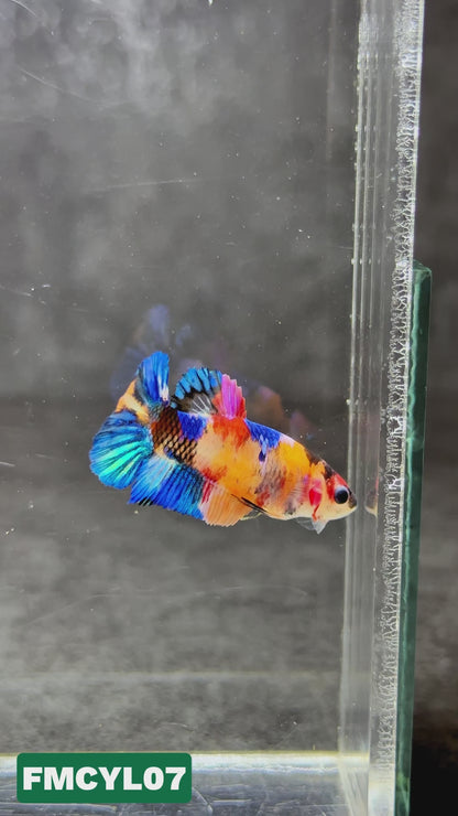 Multicolor Yellow Base Female Betta Fish | You Pick Fish  | High Grade