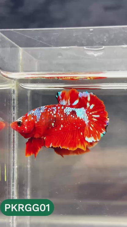 Golden Star Dust Galaxy Plakat Male Betta Fish | Super Rare | You Pick Fish