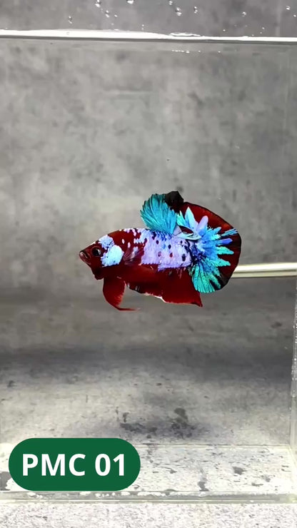 Multicolor Plakat Male Betta Fish |Show Grade|  You Pick Fish