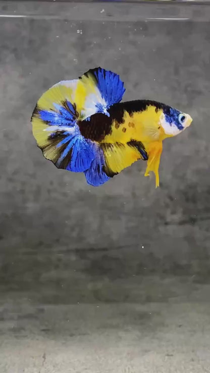 Multicolor Plakat Male Betta Fish |Show Grade|  You Pick Fish