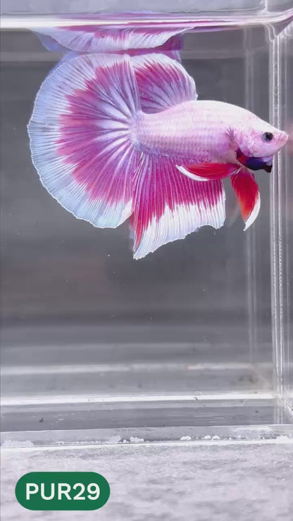 Purple Halfmoon Male Betta Fish | You Pick Fish | Order Directly From Farm