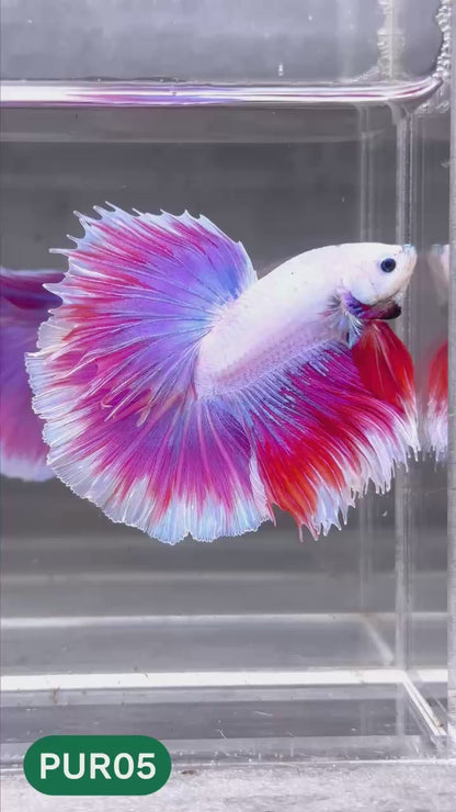 Purple Halfmoon Male Betta Fish | You Pick Fish | Order Directly From Farm