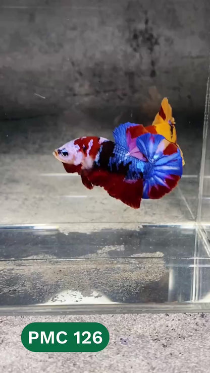 Multicolor Plakat Male Betta Fish |Show Grade|  You Pick Fish