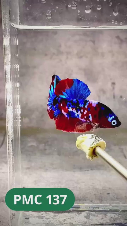 Multicolor Plakat Male Betta Fish |Show Grade|  You Pick Fish