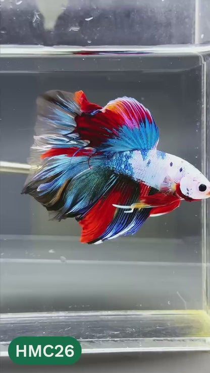 Multicolor Halfmoon Male Betta Fish | High Grade | Order Directly From Farm |  You Pick Fish |