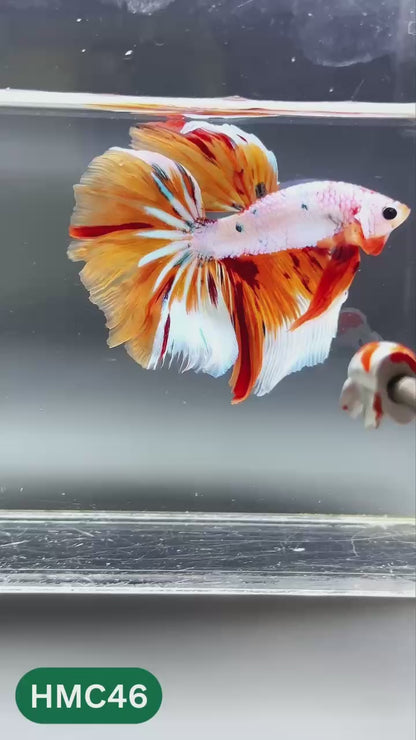 Multicolor Halfmoon Male Betta Fish | High Grade | Order Directly From Farm |  You Pick Fish |