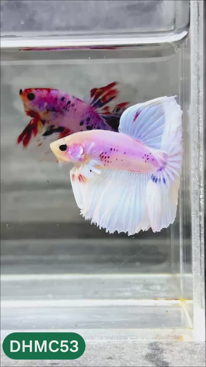 Multicolor Halfmoon Male Betta Fish | Order Directly From Farm | You Pick Fish