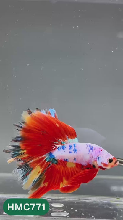 Nemo Halfmoon Male Betta Fish | Order Directly From Farm | You Pick Fish