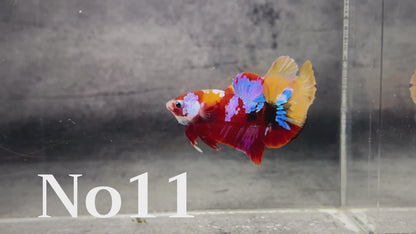 Multicolor Plakat Male Betta Fish |Show Grade|  You Pick Fish