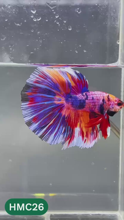 Multicolor Halfmoon Male Betta Fish | High Grade | Order Directly From Farm |  You Pick Fish |