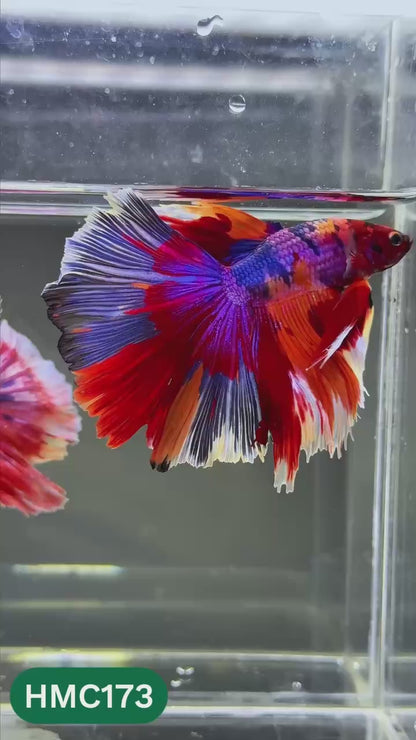 Multicolor Halfmoon Male Betta Fish | Order Directly From Farm | You Pick Fish