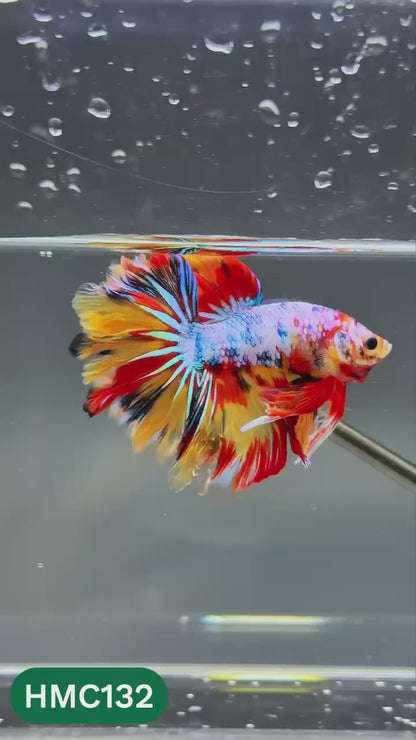 Multicolor Halfmoon Male Betta Fish | Order Directly From Farm | You Pick Fish
