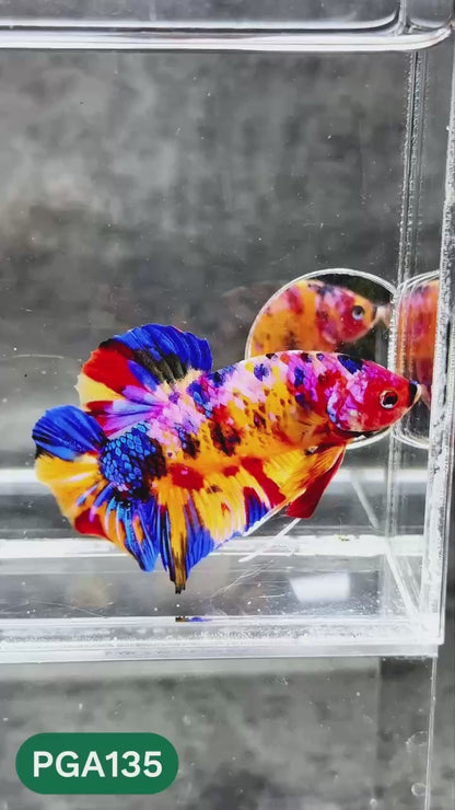 King Giant Plakat Male Betta Fish | You Pick Fish | High Grade