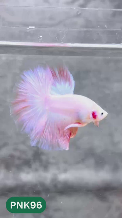 Pink Halfmoon Male Betta Fish | You Pick Fish | Order Directly From Farm