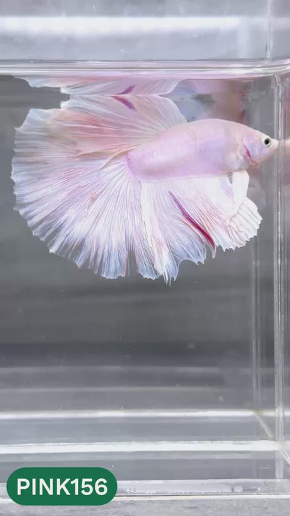 Pink Halfmoon Male Betta Fish | You Pick Fish | Order Directly From Farm
