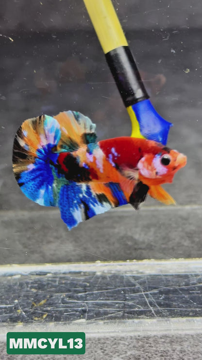 Multicolor Yellow Base Plakat Male Betta Fish | Order Directly From Farm|  You Pick Fish