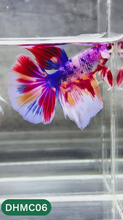 Multicolor Halfmoon Male Betta Fish | High Grade | Order Directly From Farm |  You Pick Fish |