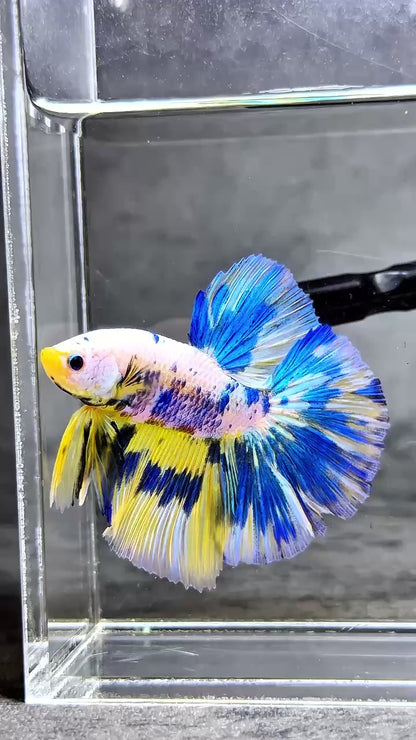 Multicolor Halfmoon Male Betta Fish | High Grade | Order Directly From Farm |  You Pick Fish |