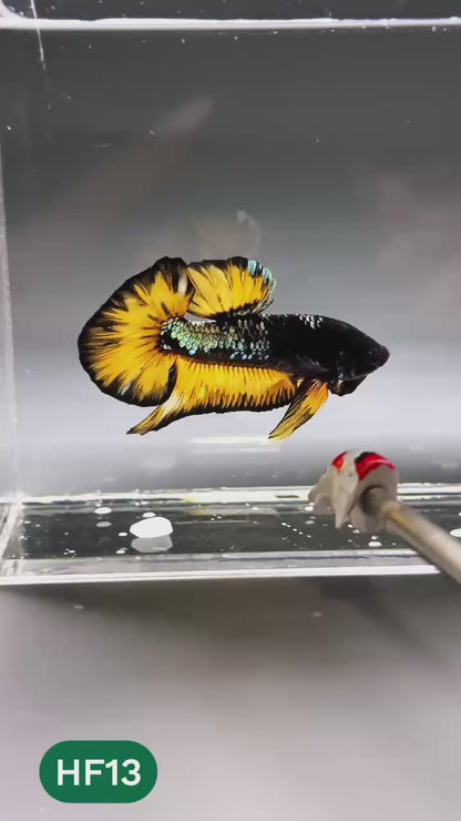 Dark Flame Hellfire Plakat Male Betta Fish | You Pick Fish | Exotic Betta