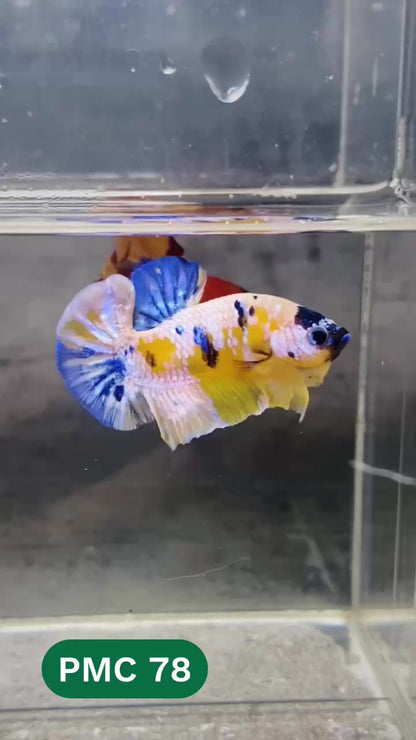 Multicolor Plakat Male Betta Fish |Show Grade|  You Pick Fish