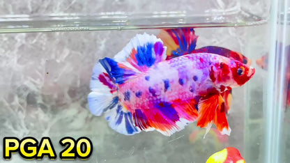 King Giant Plakat Male Betta Fish | You Pick Fish | High Grade