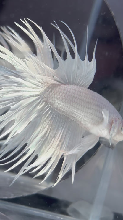 Crowntail Super White Male Betta Fish