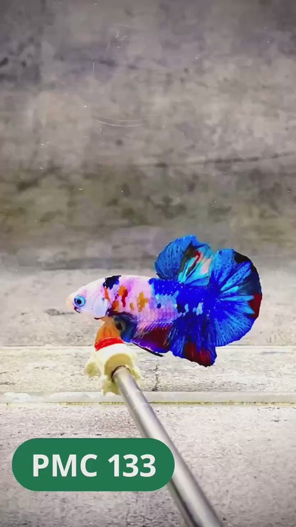 Multicolor Plakat Male Betta Fish |Show Grade|  You Pick Fish