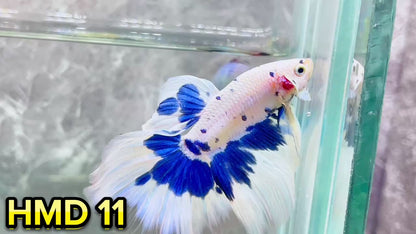 Blue Marble Dot Halfmoon Male Betta Fish | Order Directly From Farm | You Pick Fish