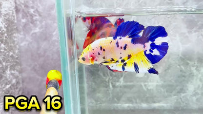 King Giant Plakat Male Betta Fish | You Pick Fish | High Grade