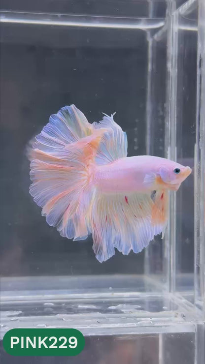 Pink Halfmoon Male Betta Fish | You Pick Fish | Order Directly From Farm