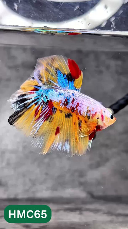 Multicolor Halfmoon Male Betta Fish | Order Directly From Farm | You Pick Fish