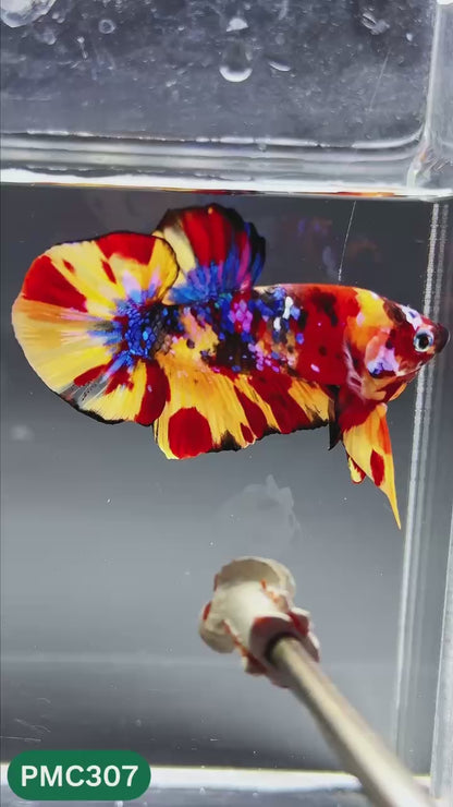 Multicolor Plakat Male Betta Fish | Show Grade |  You Pick Fish
