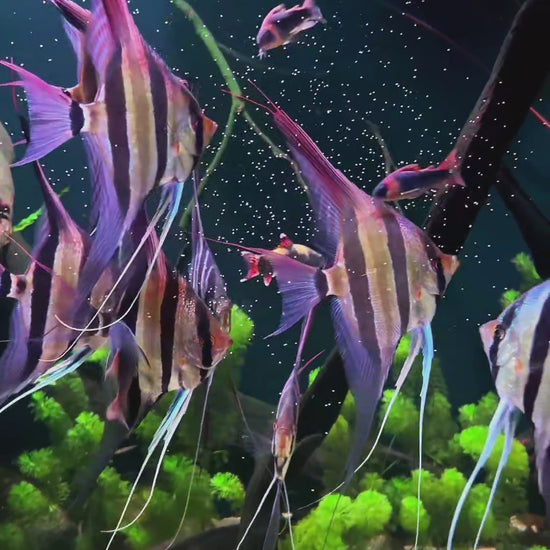 Wild Strain Altum Angelfish