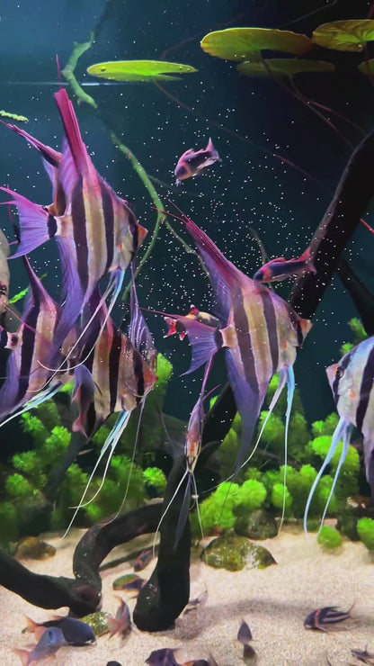 Wild Strain Altum Angelfish