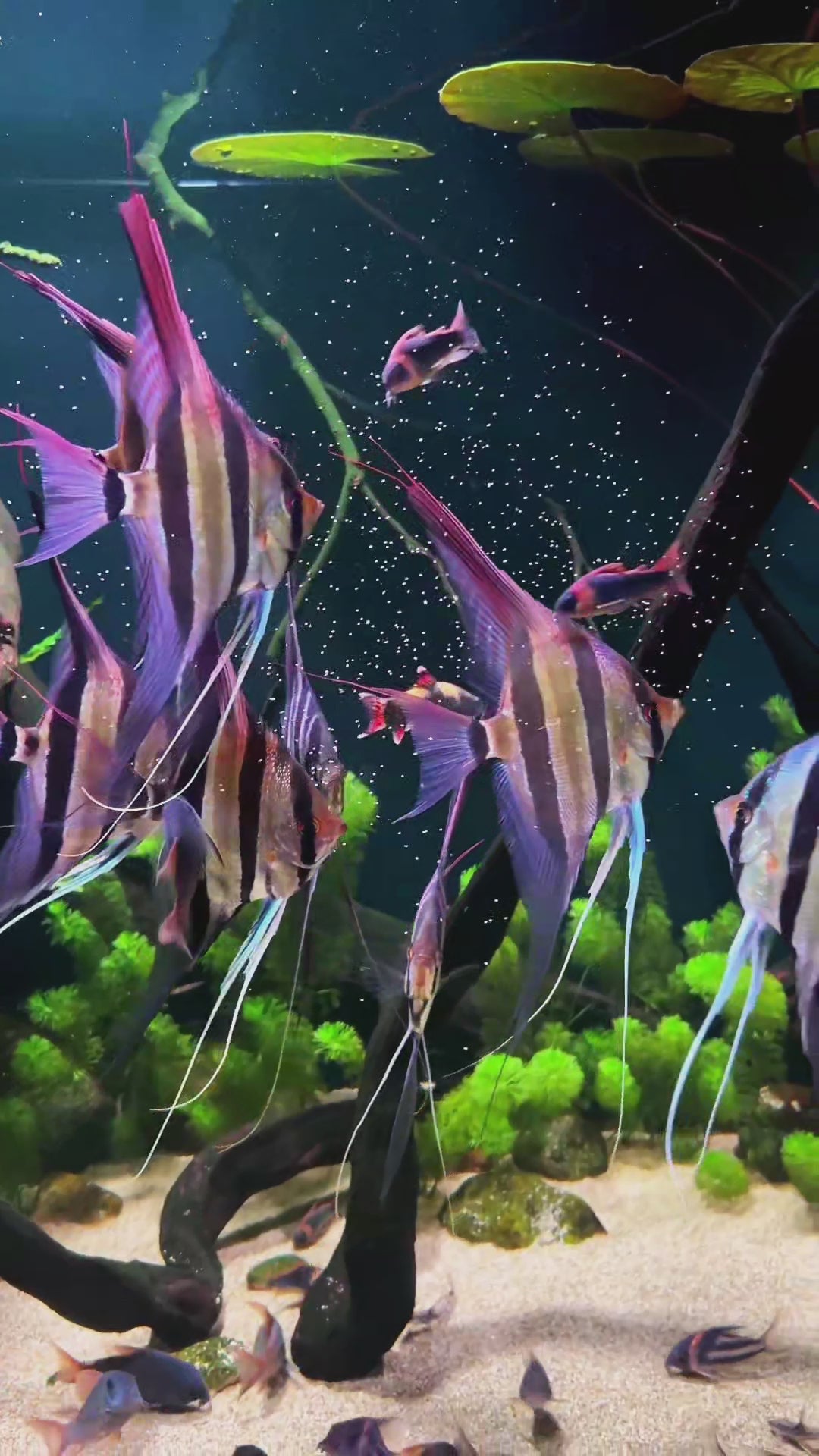 Wild Strain Altum Angelfish