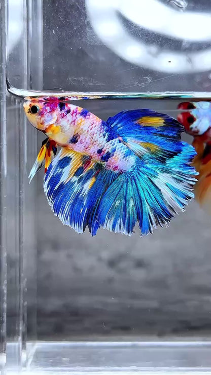 Multicolor Halfmoon Male Betta Fish | High Grade | Order Directly From Farm |  You Pick Fish |