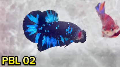 Black Star Nebula Plakat Betta | You Pick Betta | High Grade