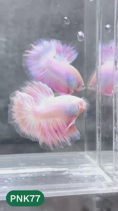 Pink Halfmoon Male Betta Fish | You Pick Fish | Order Directly From Farm