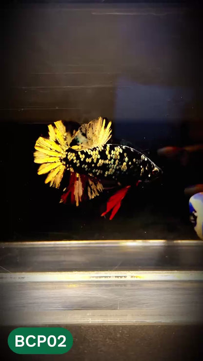 Black Panther Plakat Male Betta Fish | You Pick Fish | Rare Betta