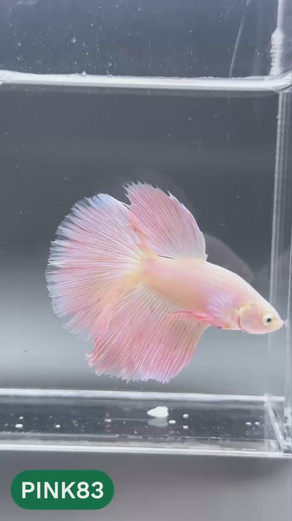 Pink Halfmoon Male Betta Fish | You Pick Fish | Order Directly From Farm