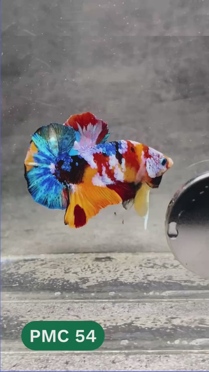 Multicolor Plakat Male Betta Fish |Show Grade|  You Pick Fish