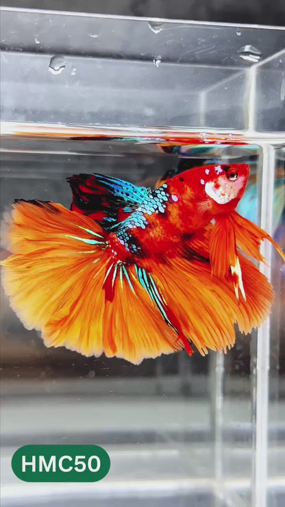 Nemo Halfmoon Male Betta Fish | Order Directly From Farm | You Pick Fish